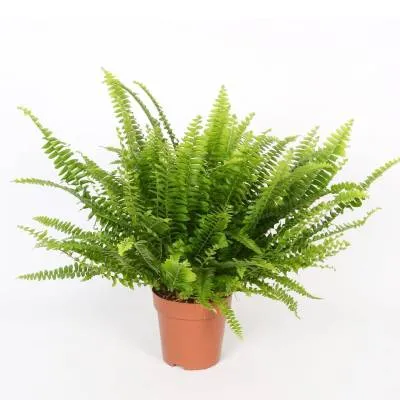 картинка Нефролепис Грин Момент 12/25 от магазина Флоранж