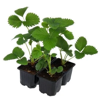 картинка земляника микс от магазина Флоранж