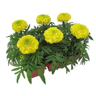 картинка тагетис всегдацветущий от магазина Флоранж