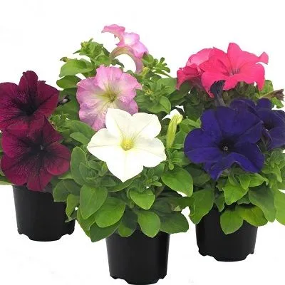 картинка петуния микс в горшке от магазина Флоранж