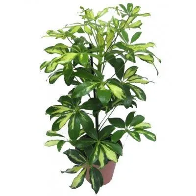 картинка Шефлера Герда 13/45 от магазина Флоранж