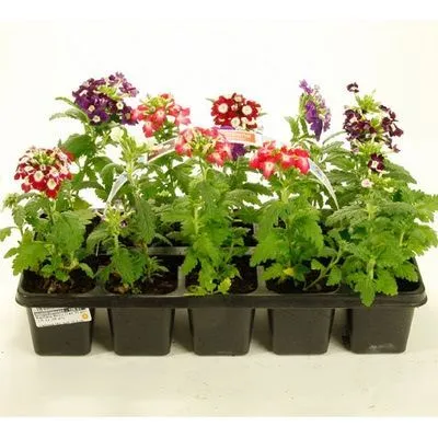 картинка вербена микс от магазина Флоранж