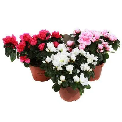 картинка Азалия Микс 12/25 от магазина Флоранж