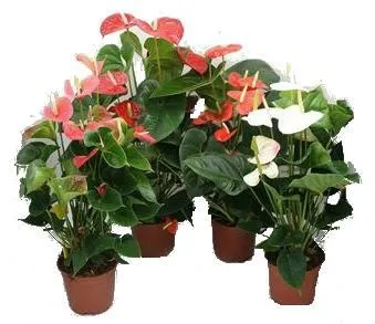 Антуриум андр. Микс 17/50