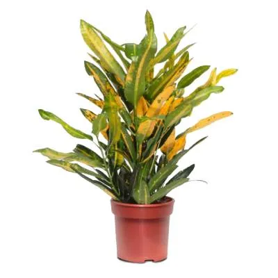 картинка Кодиум Санни Стар 12/25 от магазина Флоранж