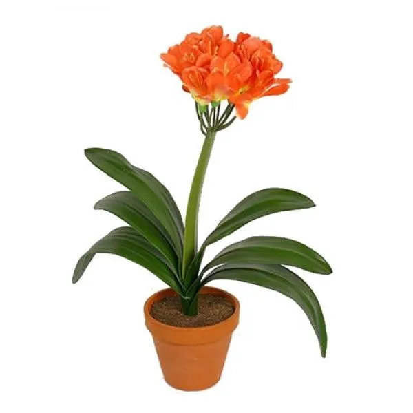 Кливия Миниата 13/45