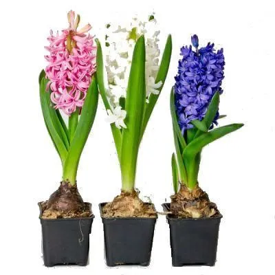 картинка Гиацинт Микс 07/10 от магазина Флоранж