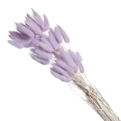 картинка Лагурус цветной, 60шт в уп, сиреневый от магазина Флоранж