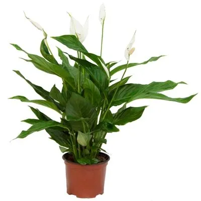 Спатифиллюм Верди 17/70