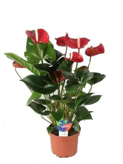 Антуриум Мадурал 14/50