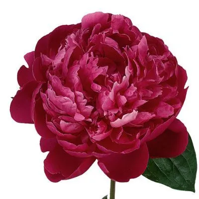 пион Ред Сара Бернард