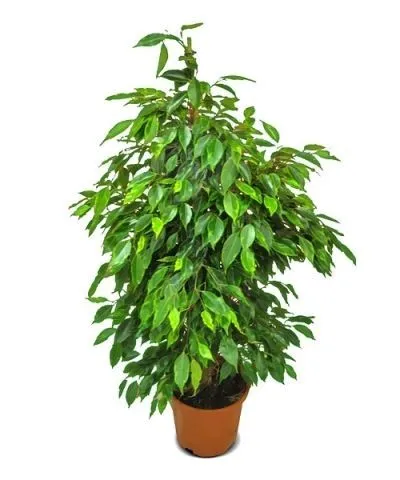 Фикус Бенджамина Анастасия 17/70