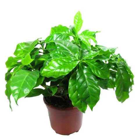 картинка Кофе Арабика 12/25 от магазина Флоранж