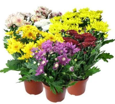 картинка Хризантема кустовая Дабл Микс 12/25 от магазина Флоранж