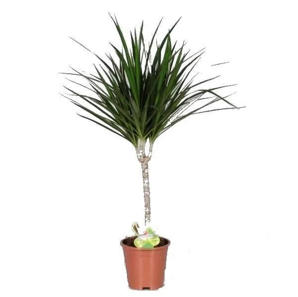 картинка Драцена Марджината 14/50 от магазина Флоранж