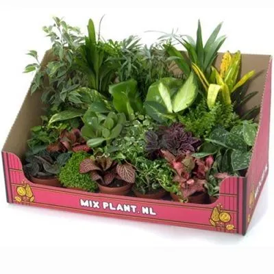 картинка Плант Микс 08/10 от магазина Флоранж