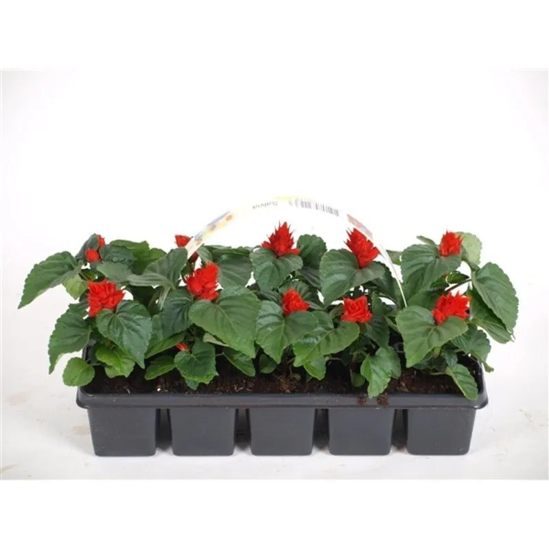 картинка сальвия микс от магазина Флоранж