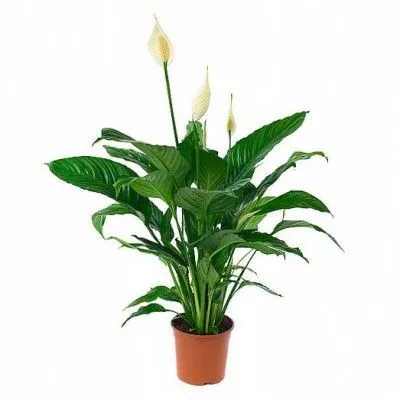 Спатифиллюм Свит Чико 13/60