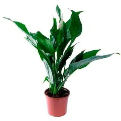 картинка Спатифиллюм Купидо 13/60 от магазина Флоранж