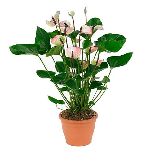 Антуриум андр. Пурпл 14/40