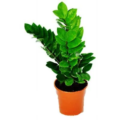 картинка Замиокулкас Замиофолия 12/35 от магазина Флоранж