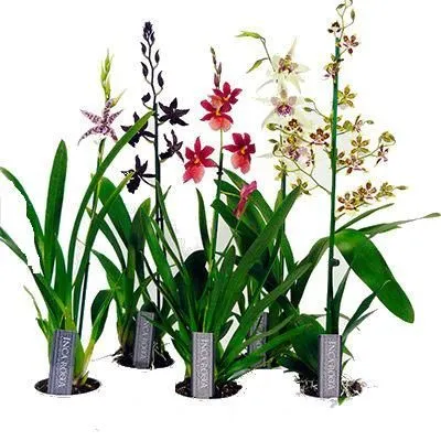 Камбрия Микс 12/60