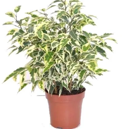 картинка Фикус Бенджамина Саманта 14/50 от магазина Флоранж
