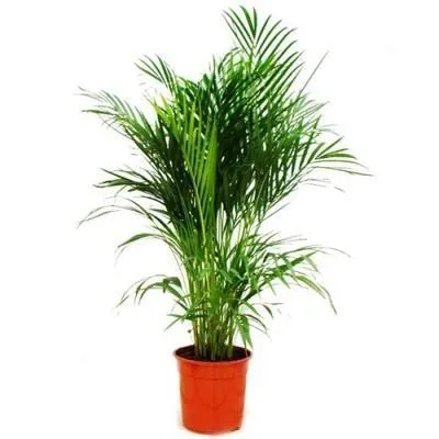 картинка Хамедорея Элеганс 12/50 от магазина Флоранж