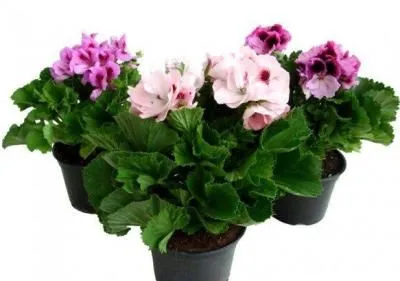 картинка пеларгония микс в горшке от магазина Флоранж