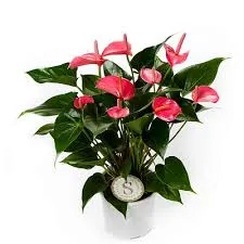 Антуриум андр. Пинк 17/50