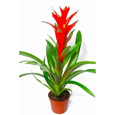 картинка Гузмания Калипсо 14/40 от магазина Флоранж