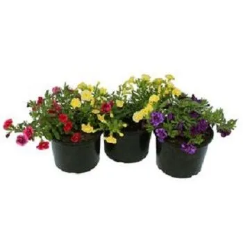 картинка калибрахоа микс в горшке от магазина Флоранж