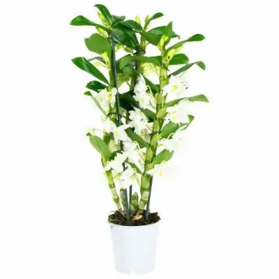 Дендробиум Нобиле Вайт 12/35