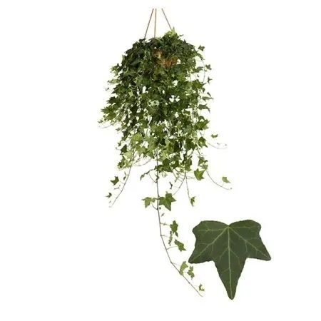 картинка Хедера Хеликс 13/35 от магазина Флоранж