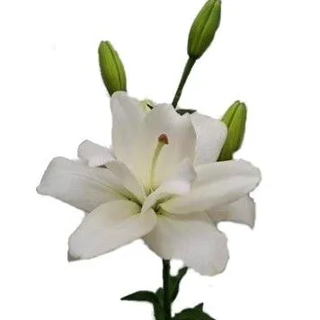 _лилия ла веддинг беллс