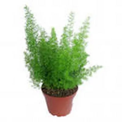 картинка Аспарагус Шпренгери 12/35 от магазина Флоранж