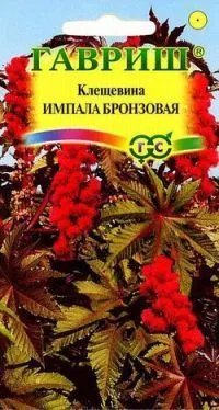 картинка Клещевина Импала (цветной пакет) 5шт; Гавриш от магазина Флоранж