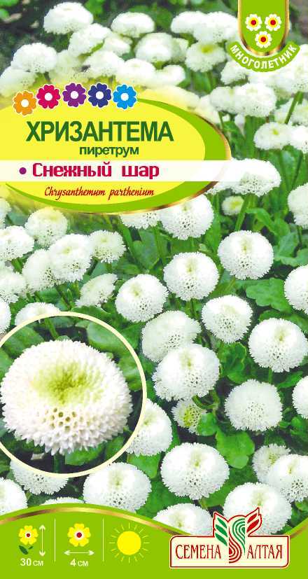 Хризантема Снежный шар пиретрум (цветной пакет) 0,01г; Семена Алтая