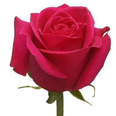 роза Пинк Флойд 60см; Эквадор