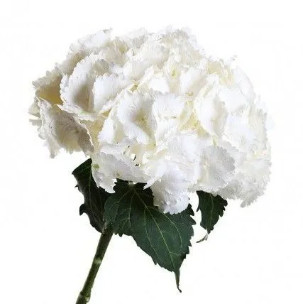 картинка Гидрангия белая Кондор; Колумбия от магазина Флоранж