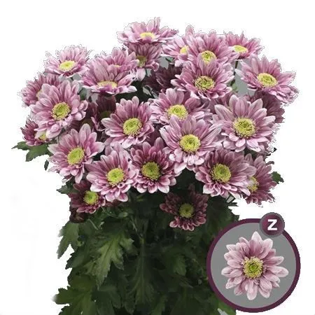 хризантема кустовая Серенити Свит