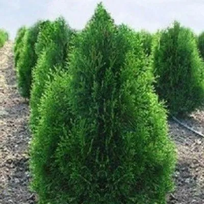 туя западная Брабант