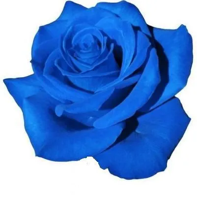 картинка роза крашенная Блу 60см; Эквадор от магазина Флоранж