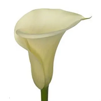 калла Сноу Стар; Голландия