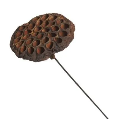 картинка Лотос на вставке, D5-8хН60см, натуральный от магазина Флоранж