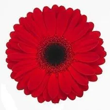 гербера Красная; Россия