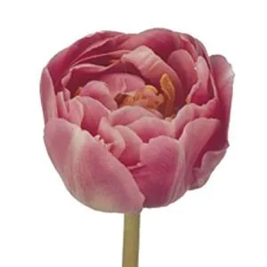 картинка _тюльпан ду эндлесс лав от магазина Флоранж