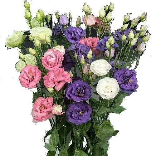 картинка эустома Алиса Микс; Израиль от магазина Флоранж