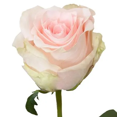 картинка роза Салма 60см; Эквадор от магазина Флоранж