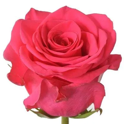 картинка роза Ви Пинк 50см; Эквадор от магазина Флоранж